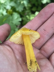Hygrocybe singeri