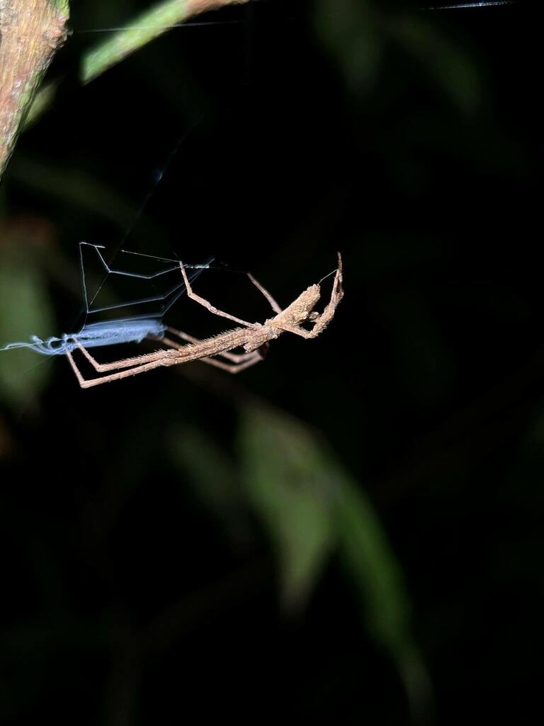 Menneus trinodosus