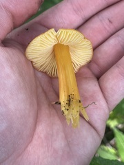 Hygrocybe singeri
