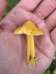 Hygrocybe singeri