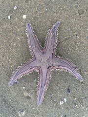 Astropecten armatus