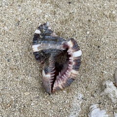 Monoplex pilearis