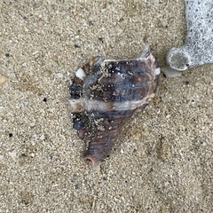 Monoplex pilearis
