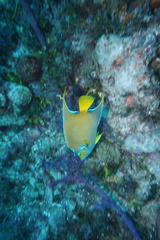 Holacanthus ciliaris