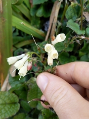 Symphytum grandiflorum