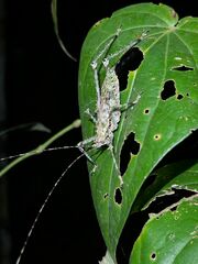 Phricta spinosa