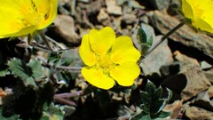 Potentilla nivea