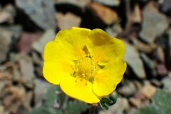 Potentilla nivea