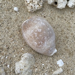 Lyncina vitellus