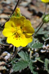 Potentilla nivea