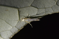 Stathmopoda horticola