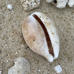 Lyncina vitellus