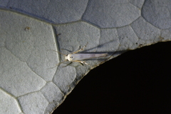 Stathmopoda horticola