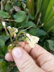 Symphytum grandiflorum