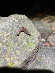 Parmacochlea