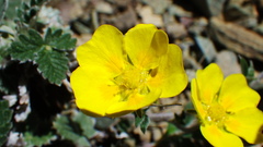 Potentilla nivea