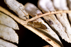 Spilotrogia fragilis