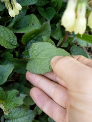 Symphytum grandiflorum