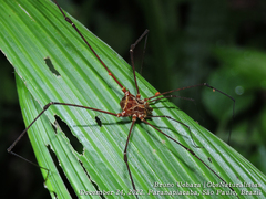 Promitobates ornatus