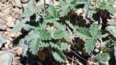 Potentilla nivea