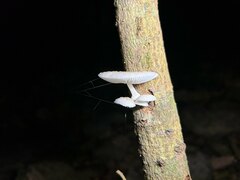 Oudemansiella australis