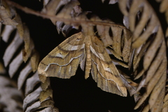 Chalastra aristarcha