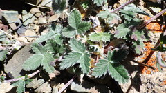 Potentilla nivea