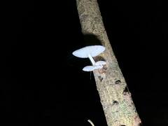 Oudemansiella australis