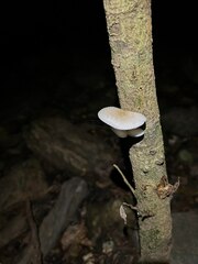 Oudemansiella australis