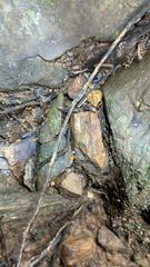 Acropyga acutiventris