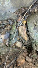 Acropyga acutiventris