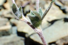 Potentilla nivea