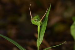 Pterostylis banksii
