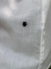 Histeridae