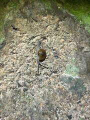 Helicarionidae