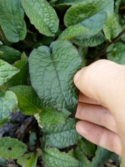 Symphytum grandiflorum