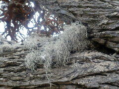 Dendrographa alectoroides