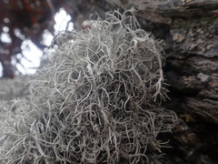 Dendrographa alectoroides