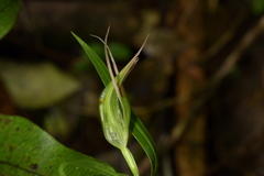 Pterostylis banksii