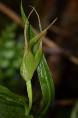 Pterostylis banksii