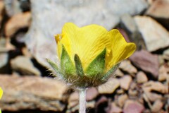 Potentilla nivea