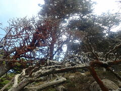 Dendrographa alectoroides