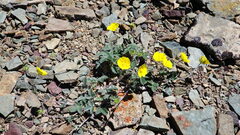 Potentilla nivea