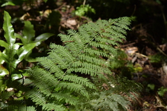 Leptopteris hymenophylloides