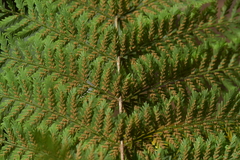 Leptopteris hymenophylloides