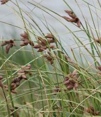 Bolboschoenus robustus