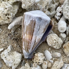 Conus lividus