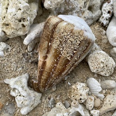 Conus lividus