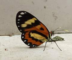 Placidina euryanassa