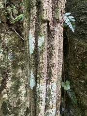 Metrosideros diffusa